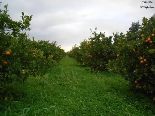 Location Blida Mouzaia