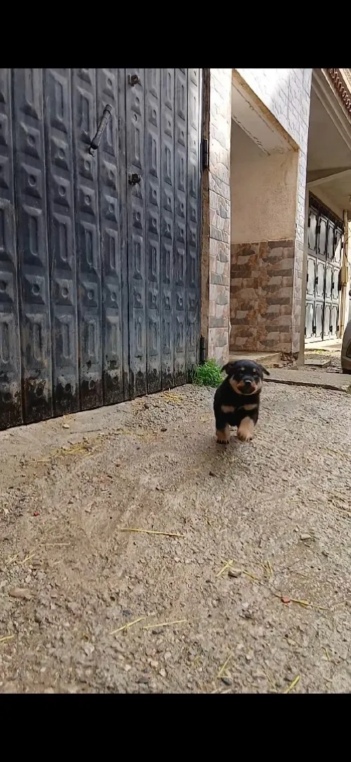 Chiot rottweiler