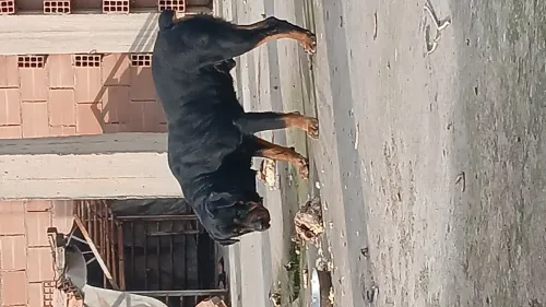 Chiot rottweiler