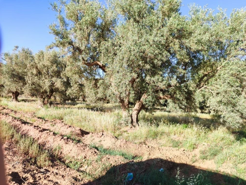 Vente Terrain Agricole Mascara Sig