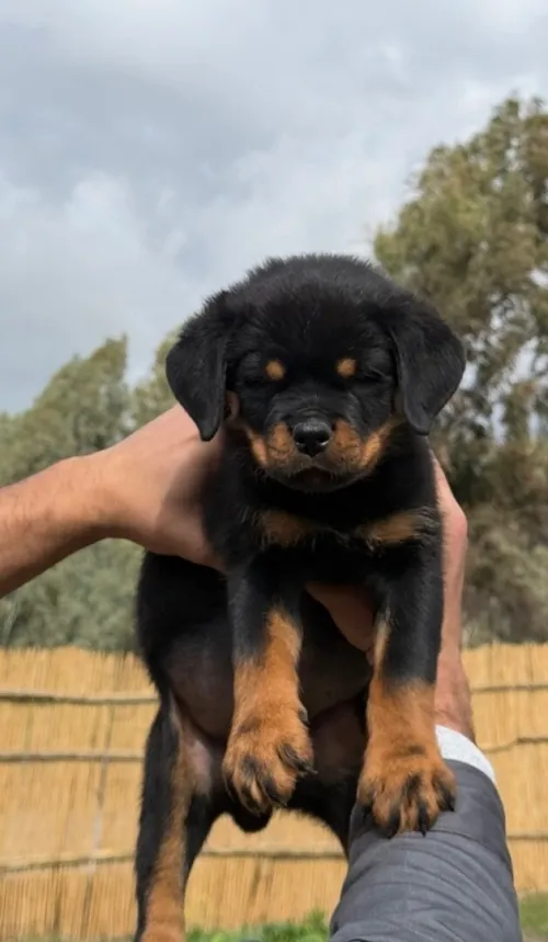 Rottweiler