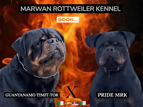 Rottweiler
