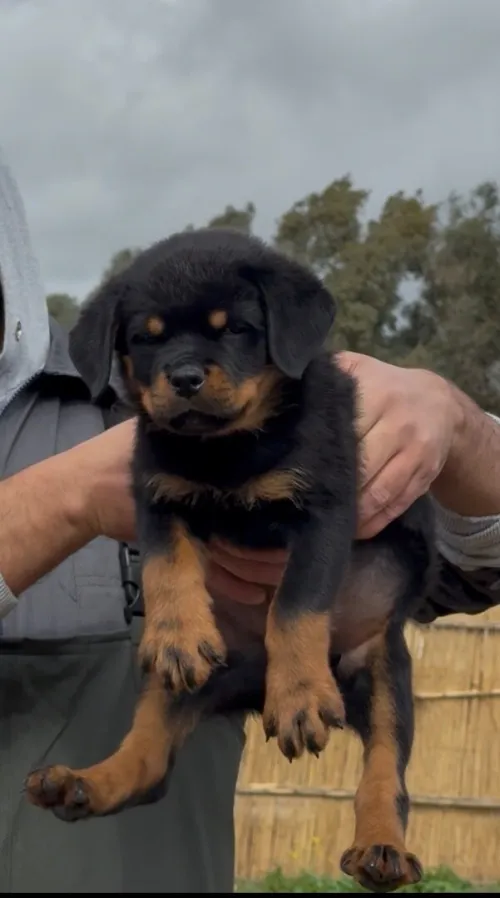 Rottweiler