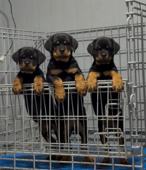 Rottweiler serbie