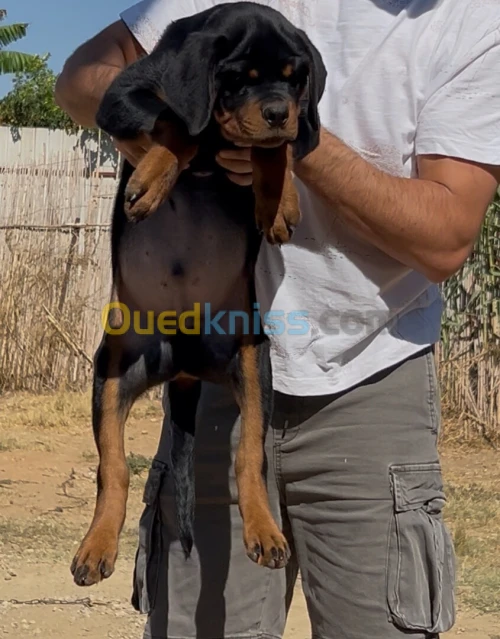 Rottweiler serbie