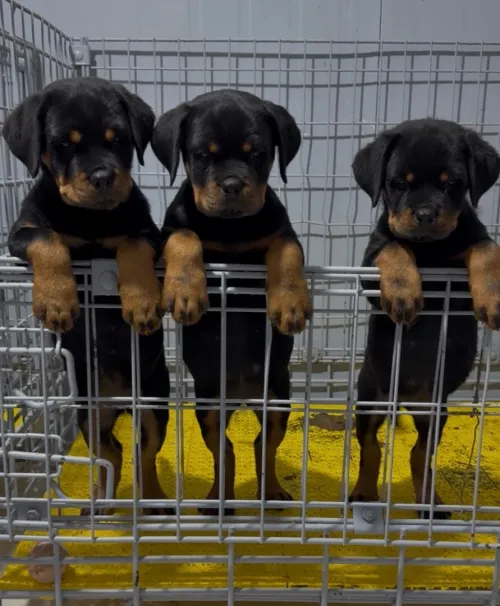 Rottweiler serbie chiot femelle