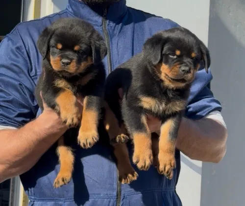 Rottweiler serbie
