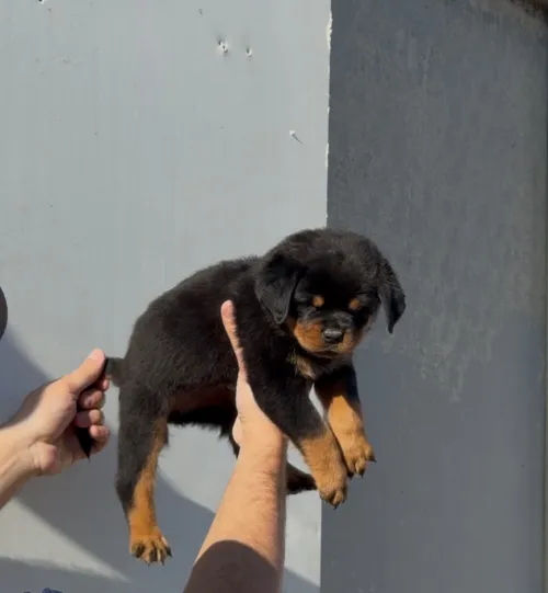 Rottweiler serbie