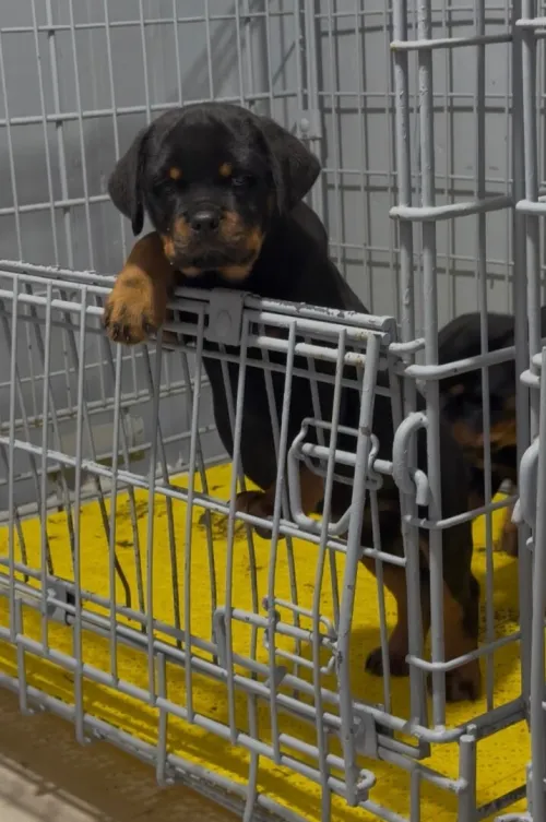 Rottweiler serbie chiot femelle