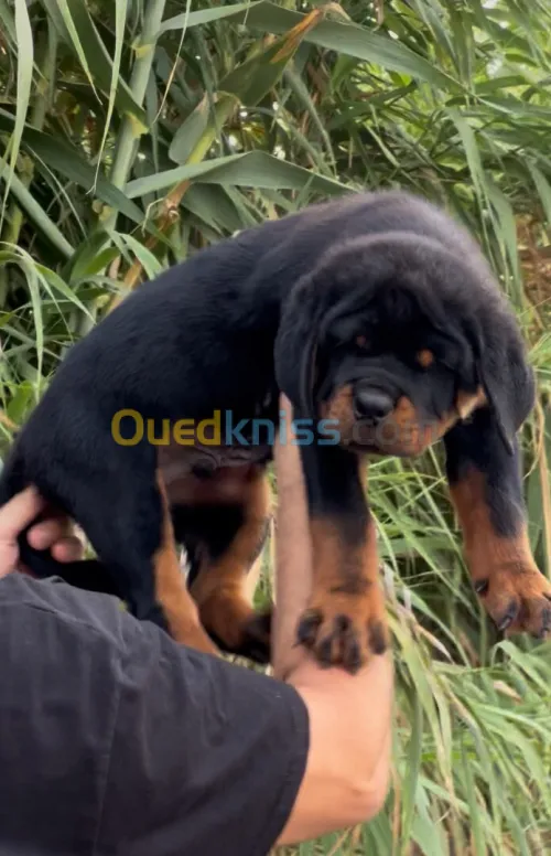 Rottweiler serbie
