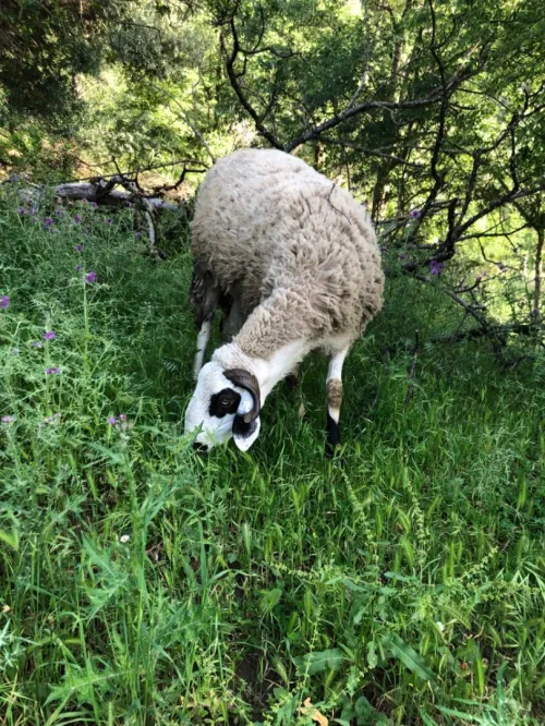 Mouton
