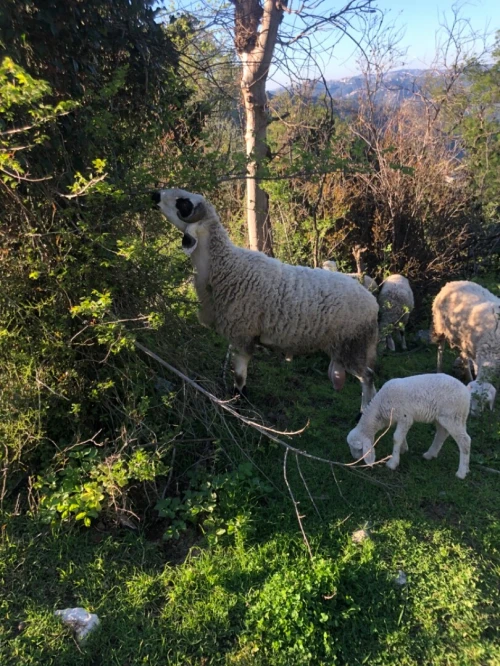 Troupeau de brebis