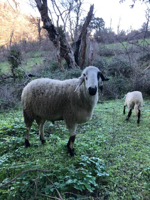 Mouton
