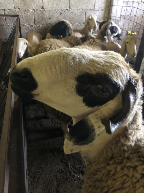 Mouton
