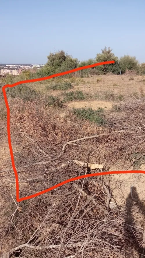 Vente Terrain Blida Blida