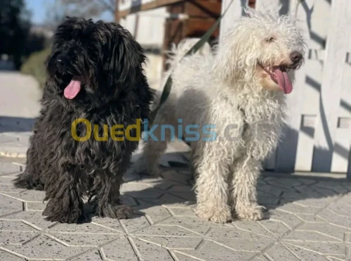 Caniche 
