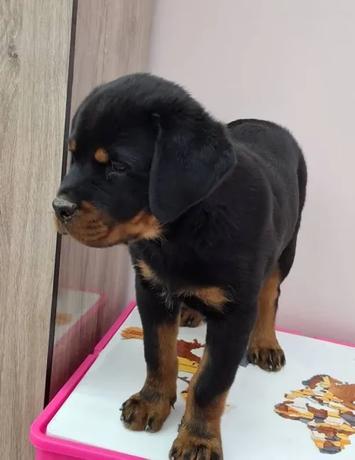 Femal Rottweiller sarbi 
