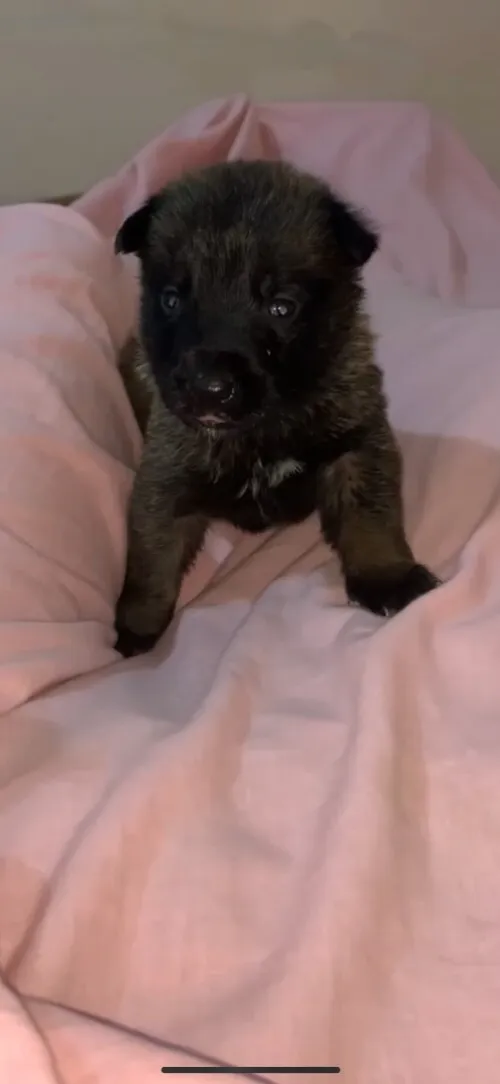 Mallinoi chiot