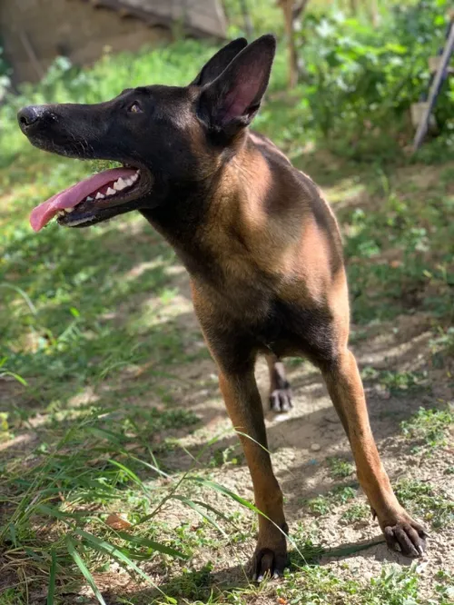 Chien mallinoi