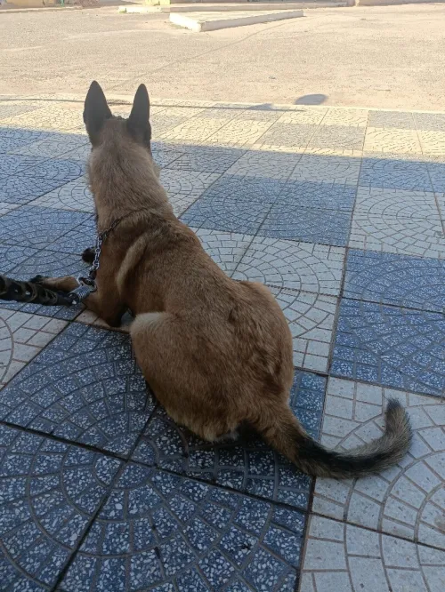 Un très beau chien de garde de rasse pure berger malinois tête noir âgé de 40  mois