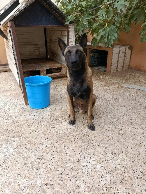 Un très beau chien de garde de rasse pure berger malinois tête noir âgé de 40  mois