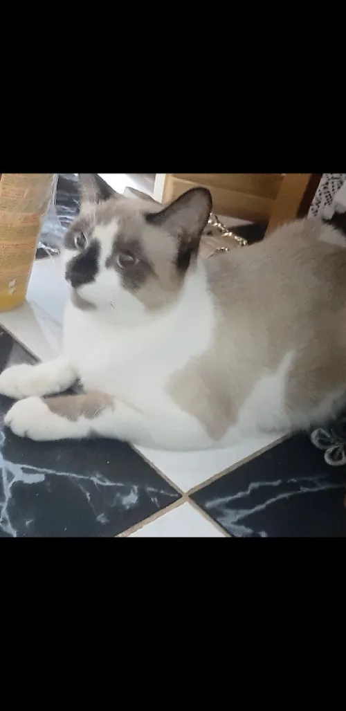 Vendre chat royal  mal