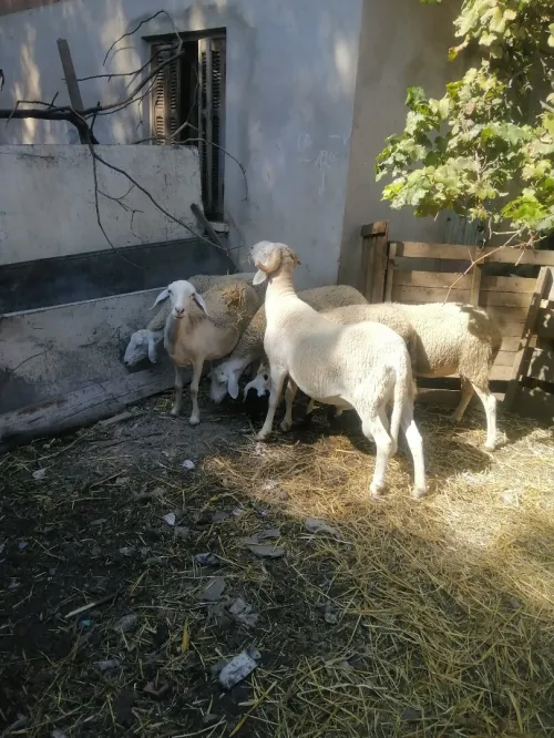نعجات سادسات وكبش ثني
