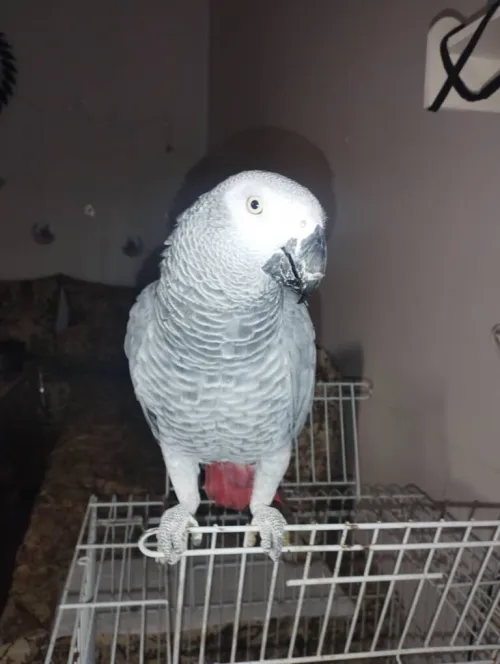 Perroquet gabonais 