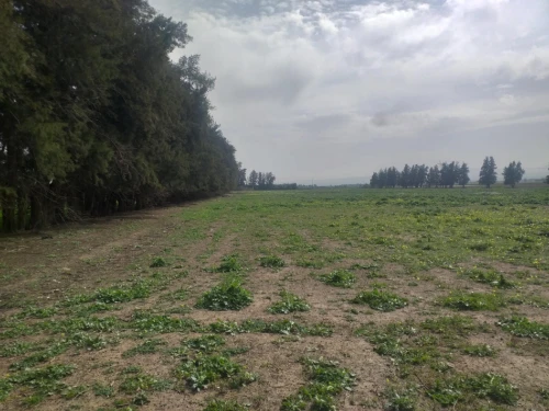 Vente Terrain Agricole Aïn Defla Khemis miliana