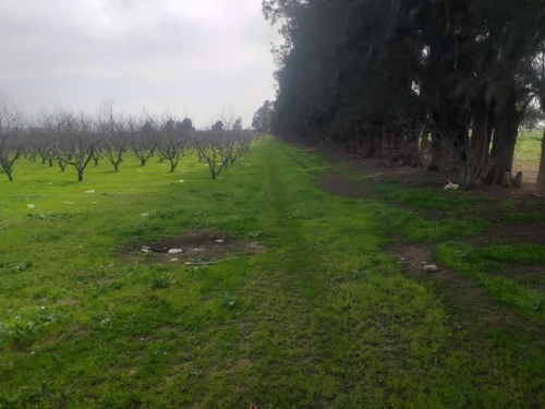 Vente Terrain Agricole Aïn Defla Khemis miliana