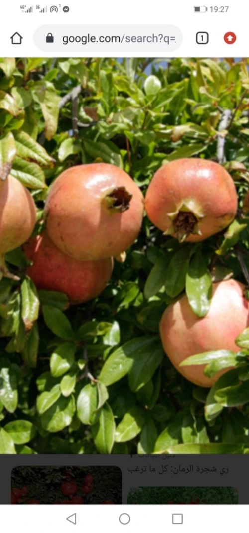 Vente Terrain Agricole Boumerdès Issers