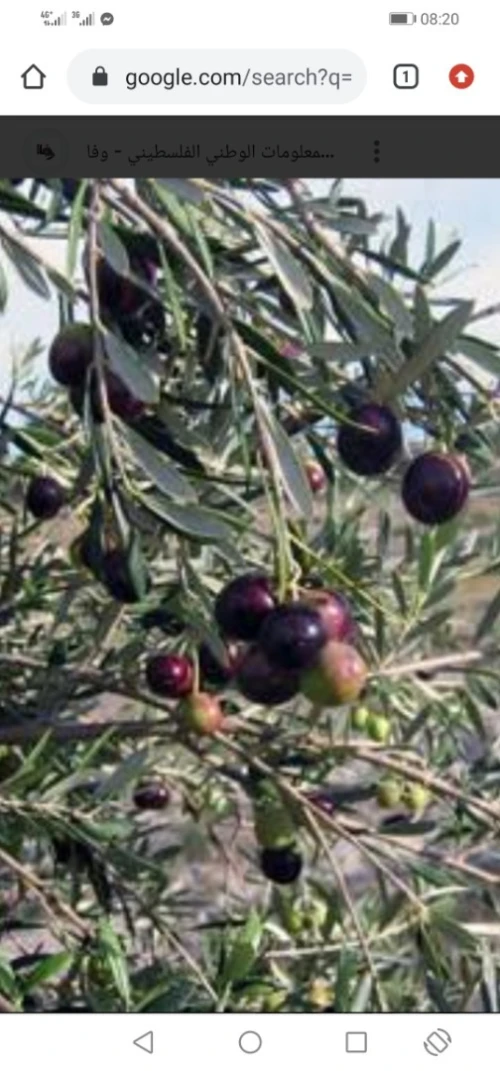 Vente Terrain Agricole Boumerdès Issers