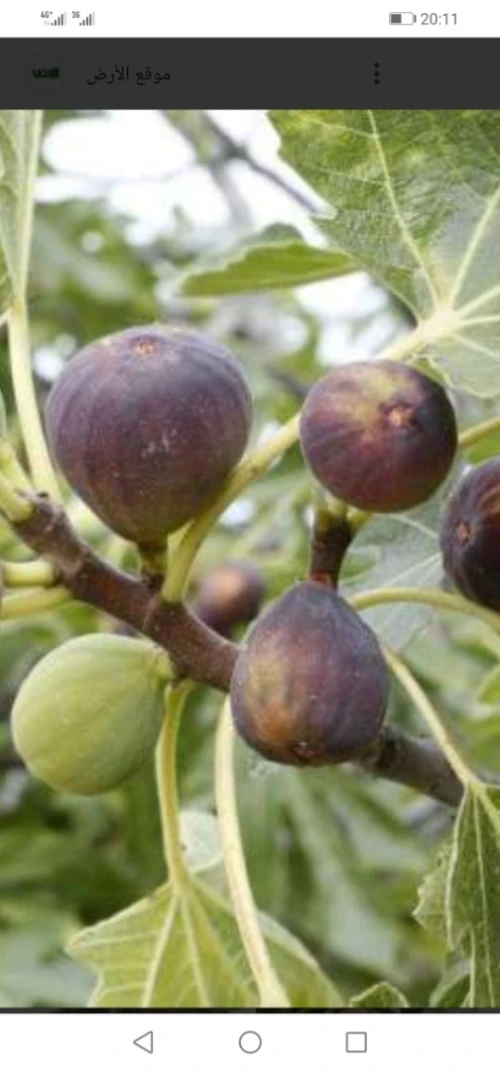 Vente Terrain Agricole Boumerdès Issers