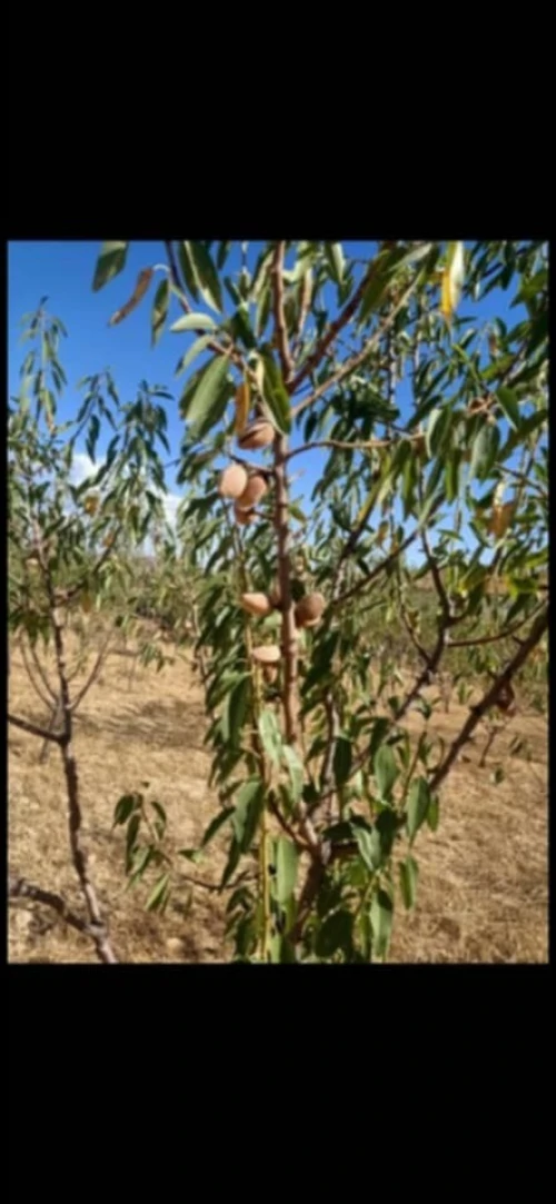 Vente Terrain Agricole Médéa Benchicao