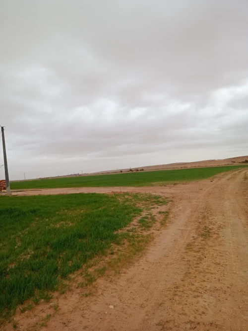 Vente Terrain Agricole M'Sila Zerarka