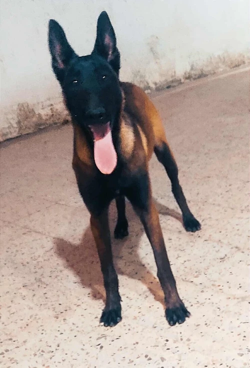 Berger belge malinois