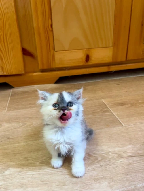 Persan exotic shorthair, 