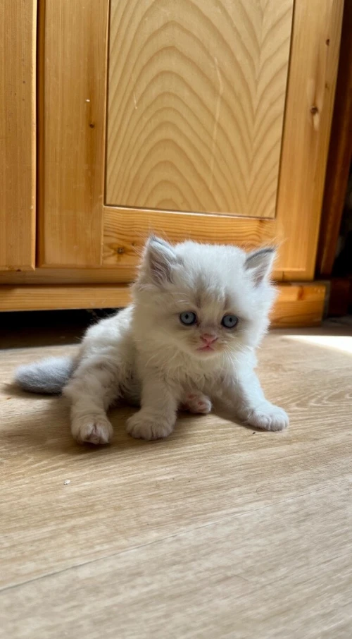 Persan exotic shorthair, 