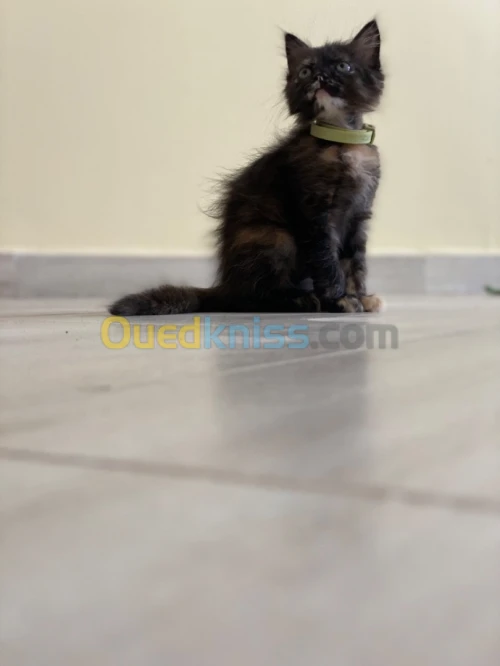 Chat chatton persan 