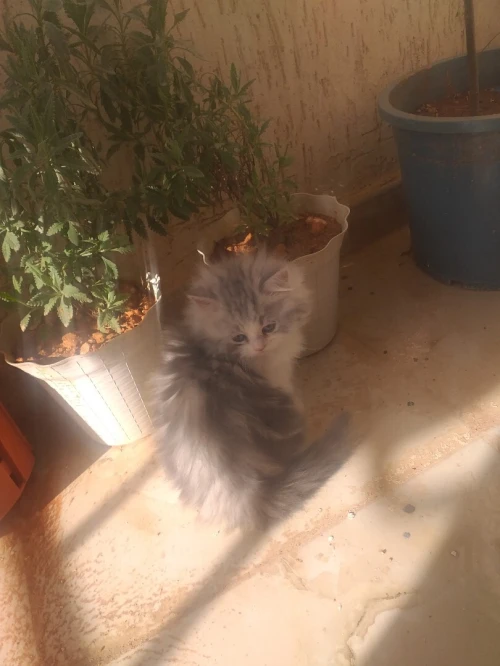 Chat chinchilla