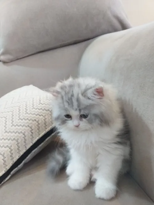 Chat chinchilla