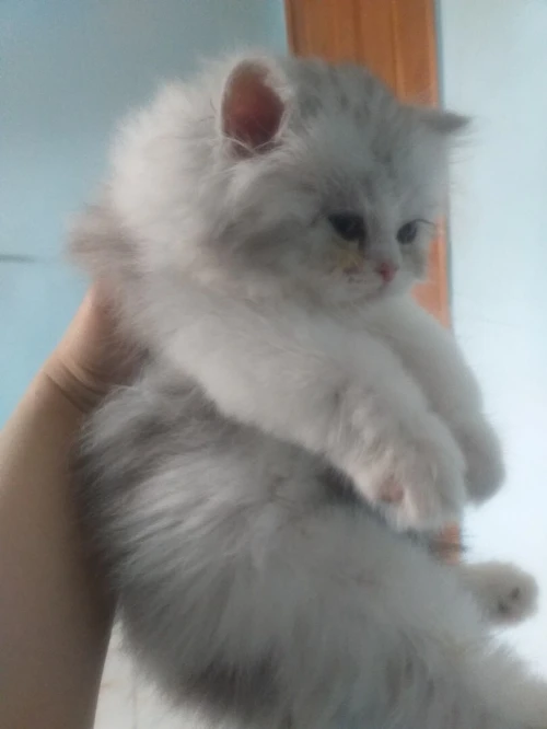 Chat chinchilla