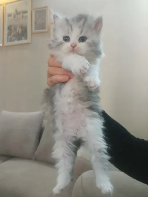 Chat chinchilla