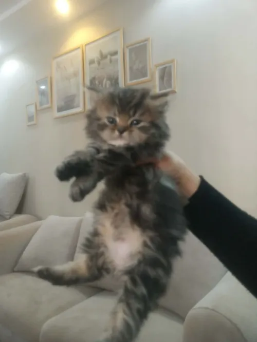 Chat chinchilla