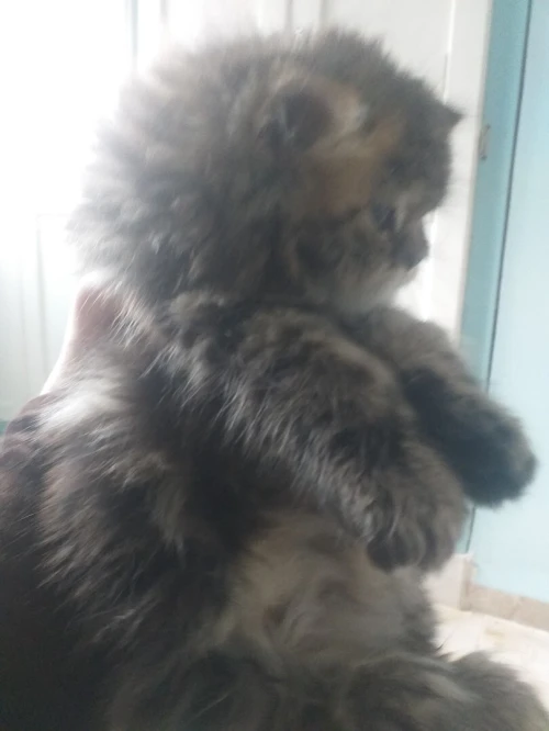 Chat chinchilla