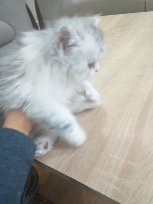 Chat persan