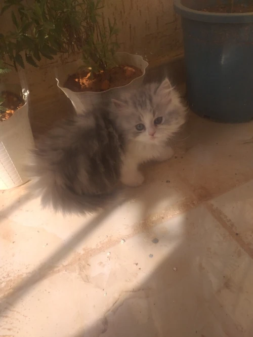 Chaton chinchilla