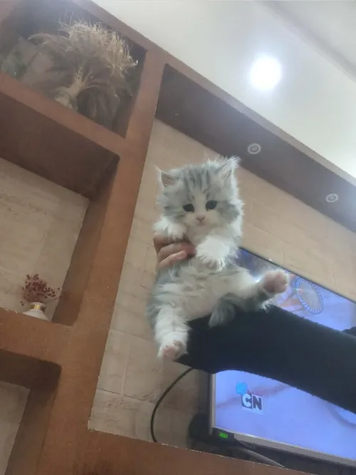 Chat chinchilla
