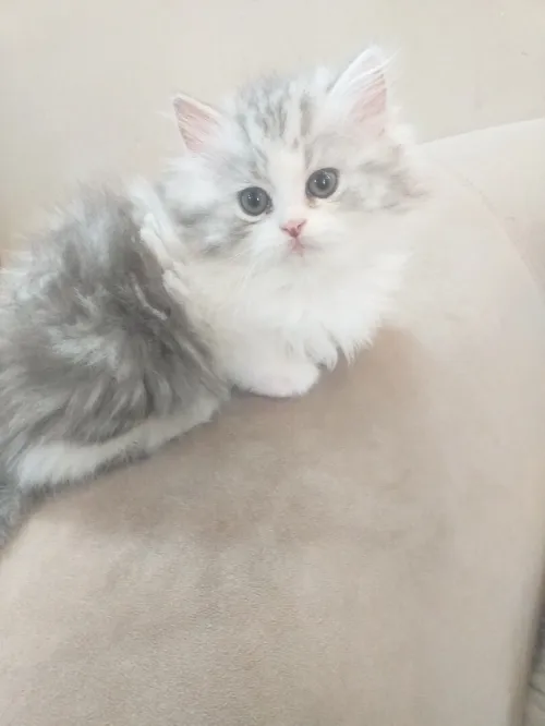 Chaton chinchilla