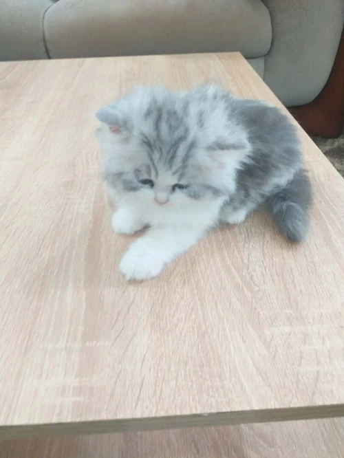 Chat chinchilla